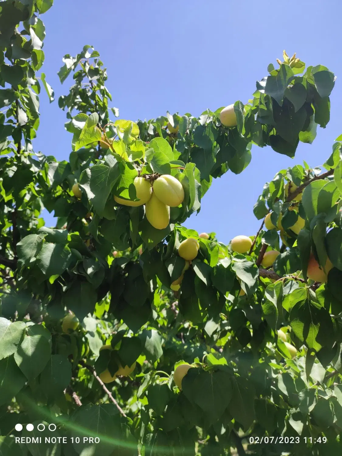 فروش باغ کشاورزی شوراب صغیر ۱۰۰۰ متر