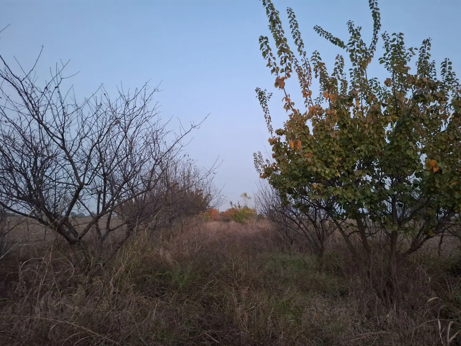 زمین باغی