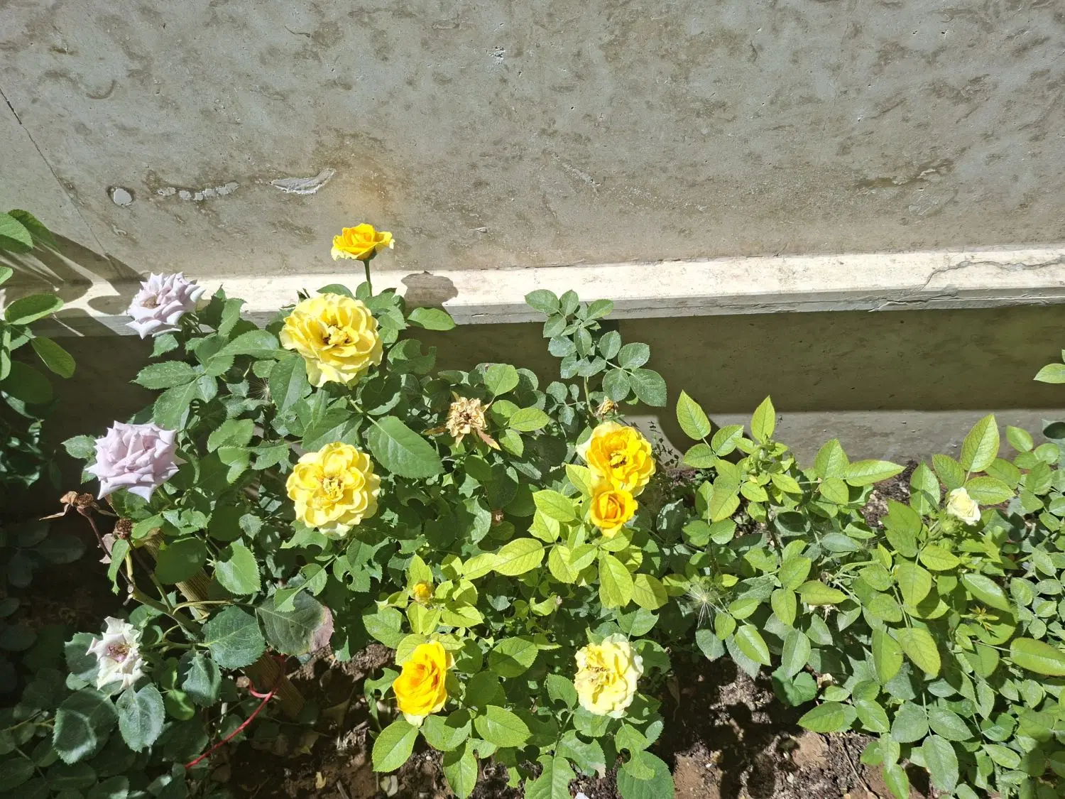 باغ در منطقه زیبای کهمان