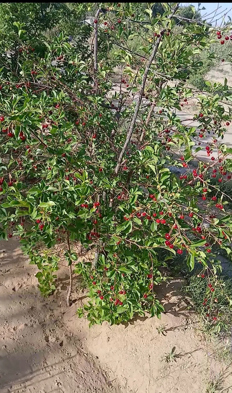 باغ سرو ارنان
