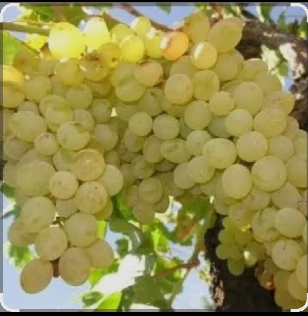 اجاره دادن باغ انگور ایستاده