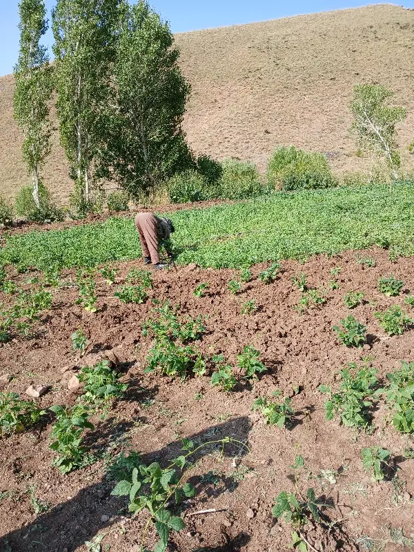 زمین کشاورزی دیمی وباغ