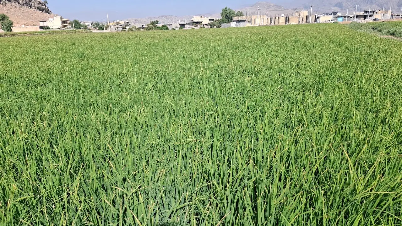 زمین برای فروش