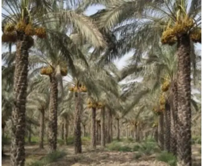 نخلستان آبادان