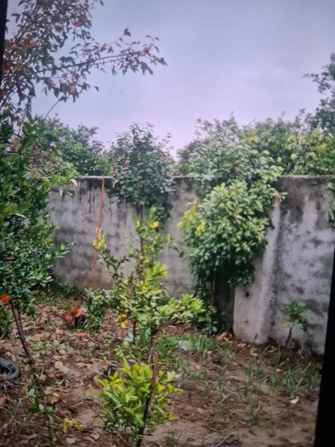 خونه باغ در شمال