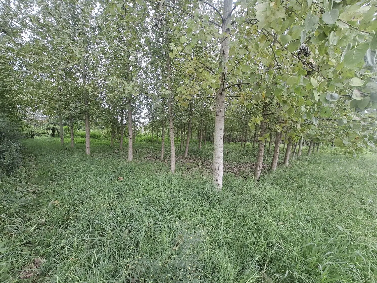 زمین باغی