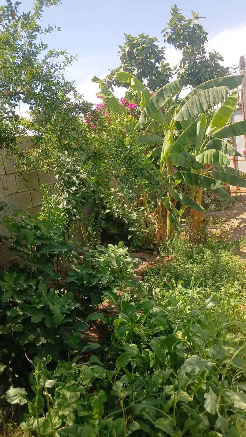 زمین مسکونی شهرک آزادی