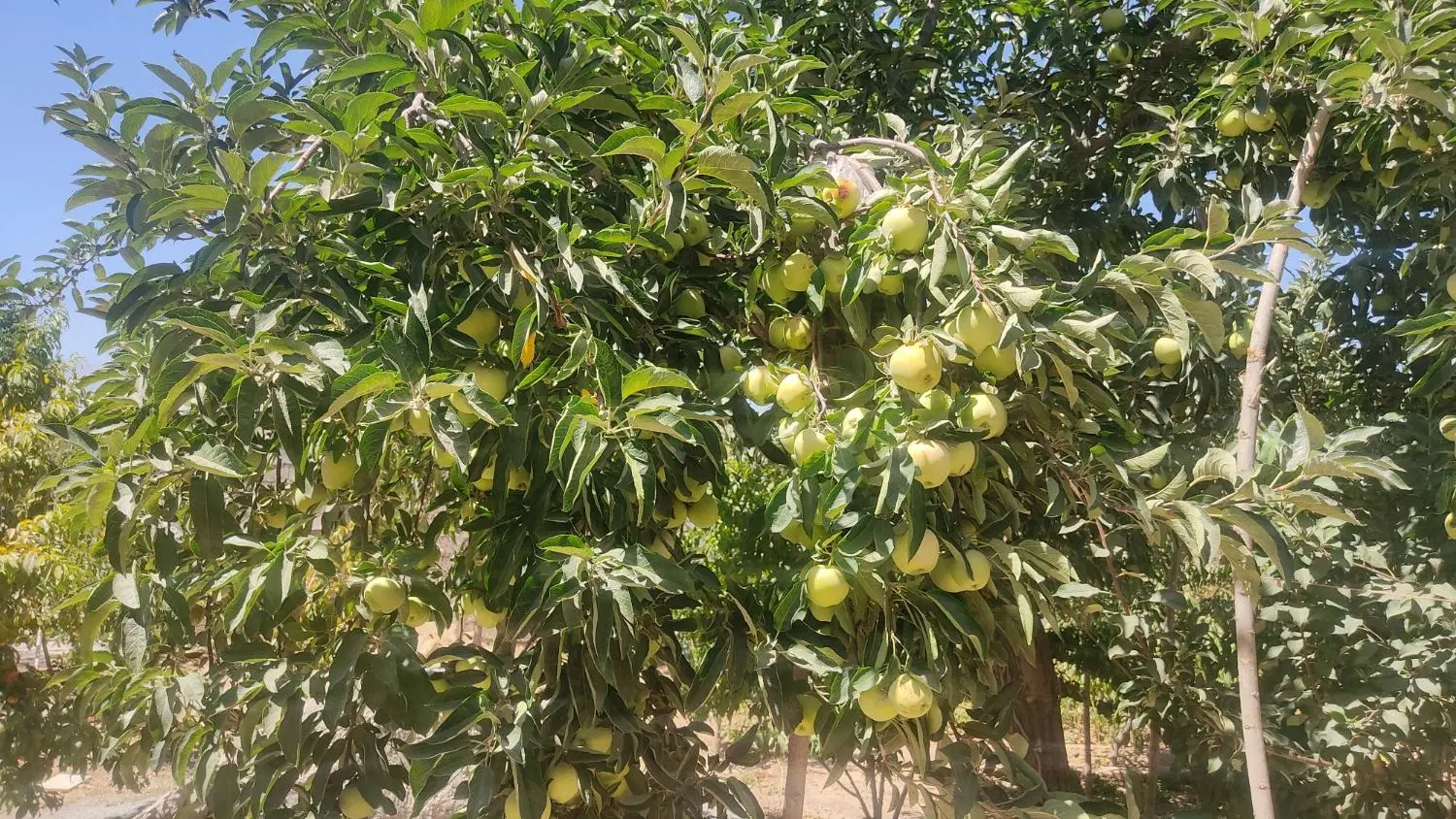 فروش باغ در روستای سلیمان آباد