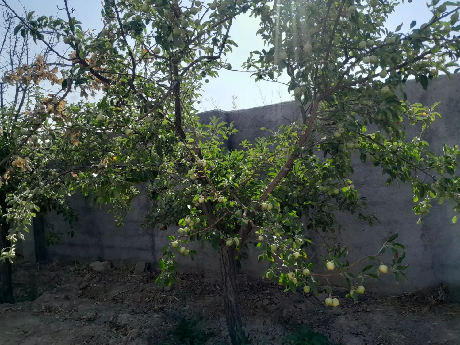 زمین باغی