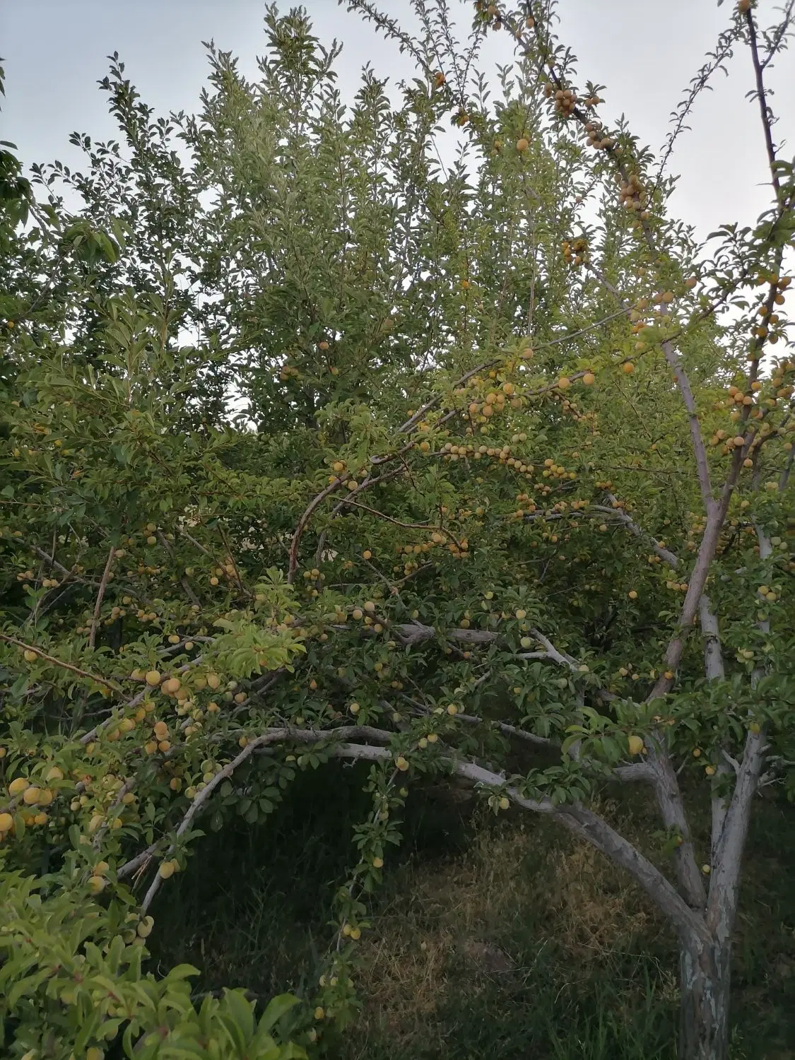 زمین و باغ در روستای خوش اب هوای مزرعه امین