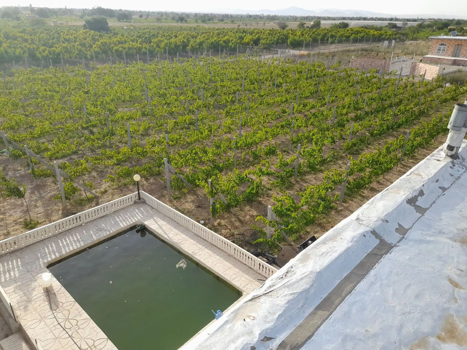 باغ انگور  ۴ساله داربستی ۵۰۰۰متری