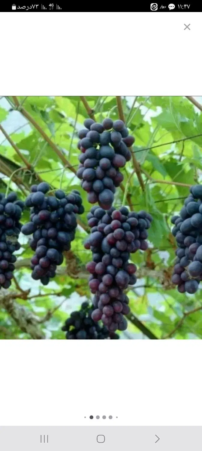 خونه باغ طزرجان.سند ۶ دانگ تک برگ