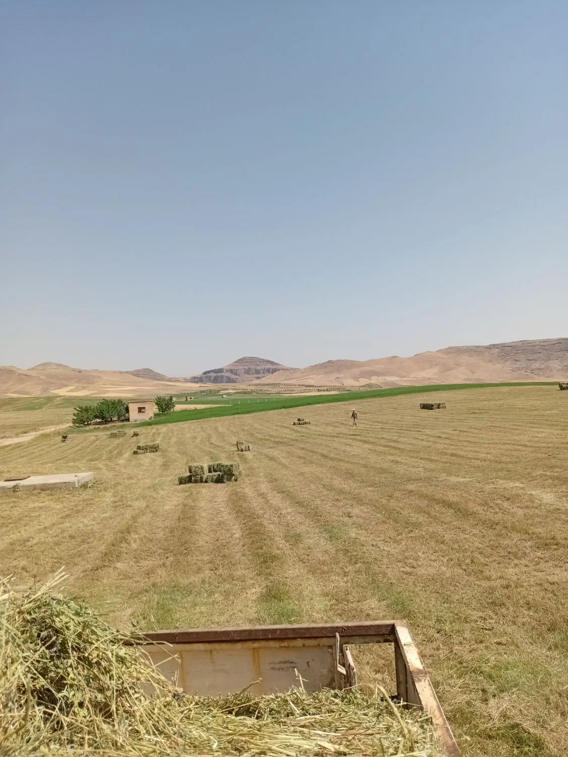 زمین یونجه در روستای قورجاق