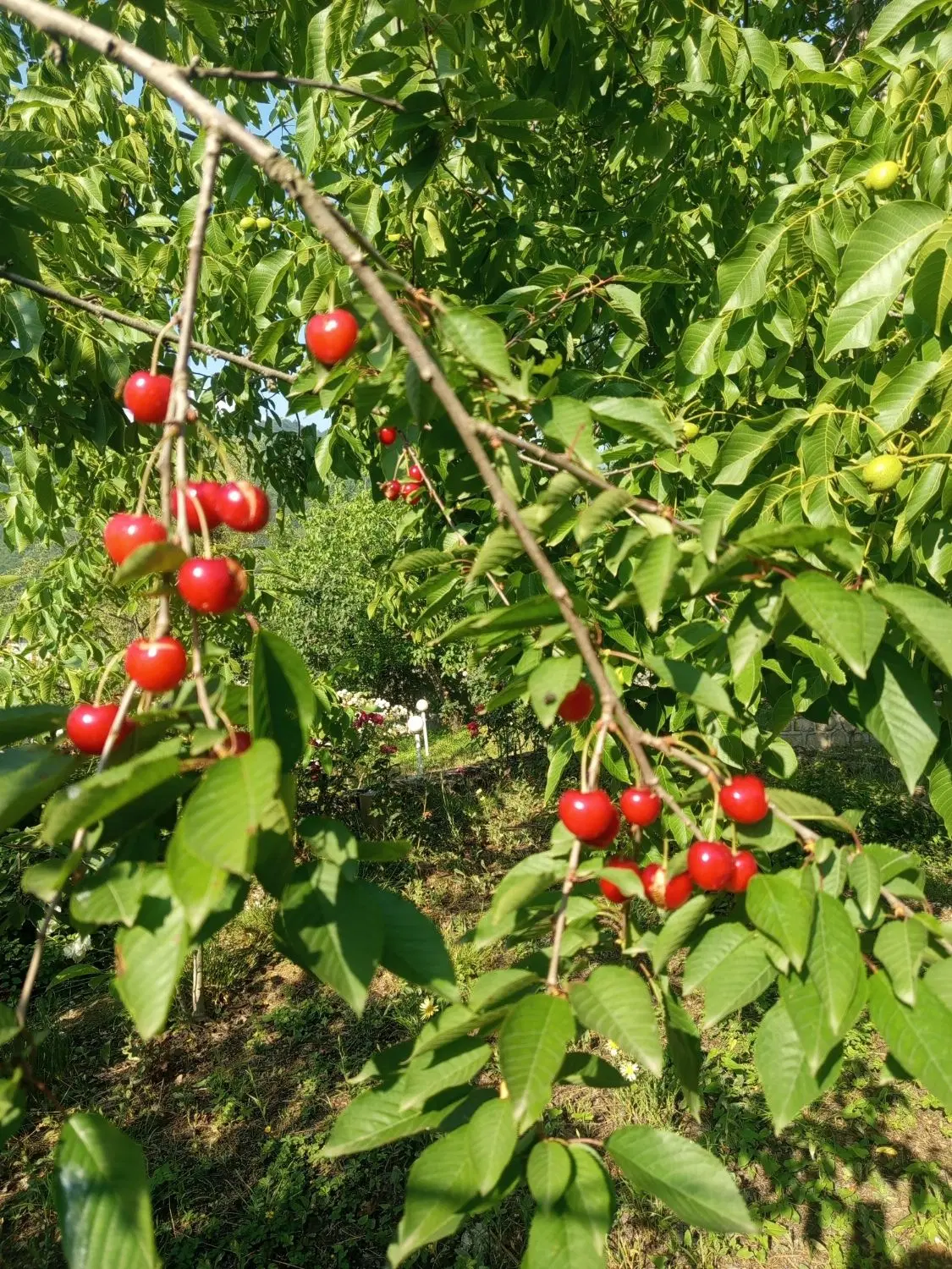خانه ویلایی