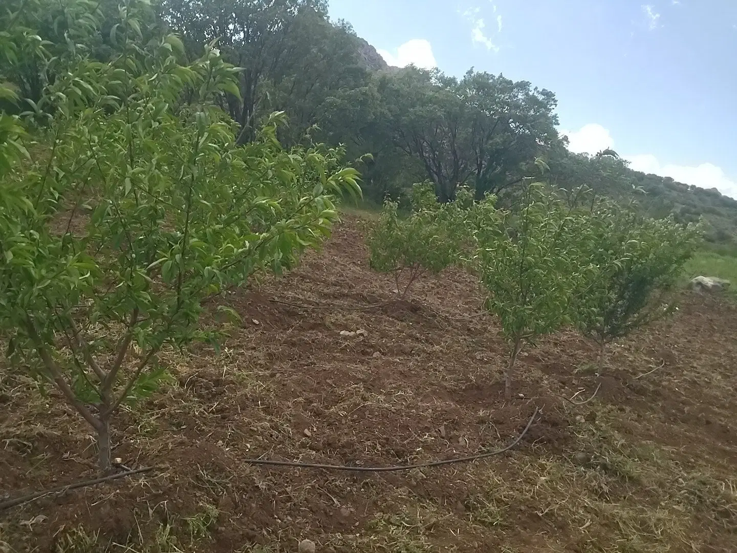 باغ درتختی زنگی۲۱۰۰متر