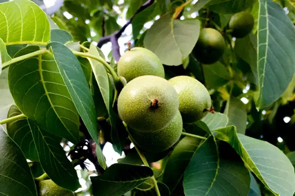 باغ گردو
