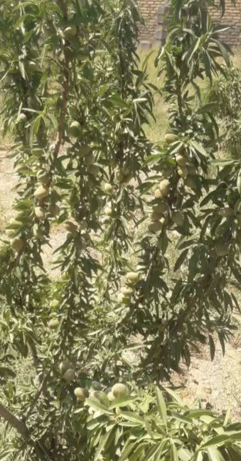 فروش ملک ویلایی