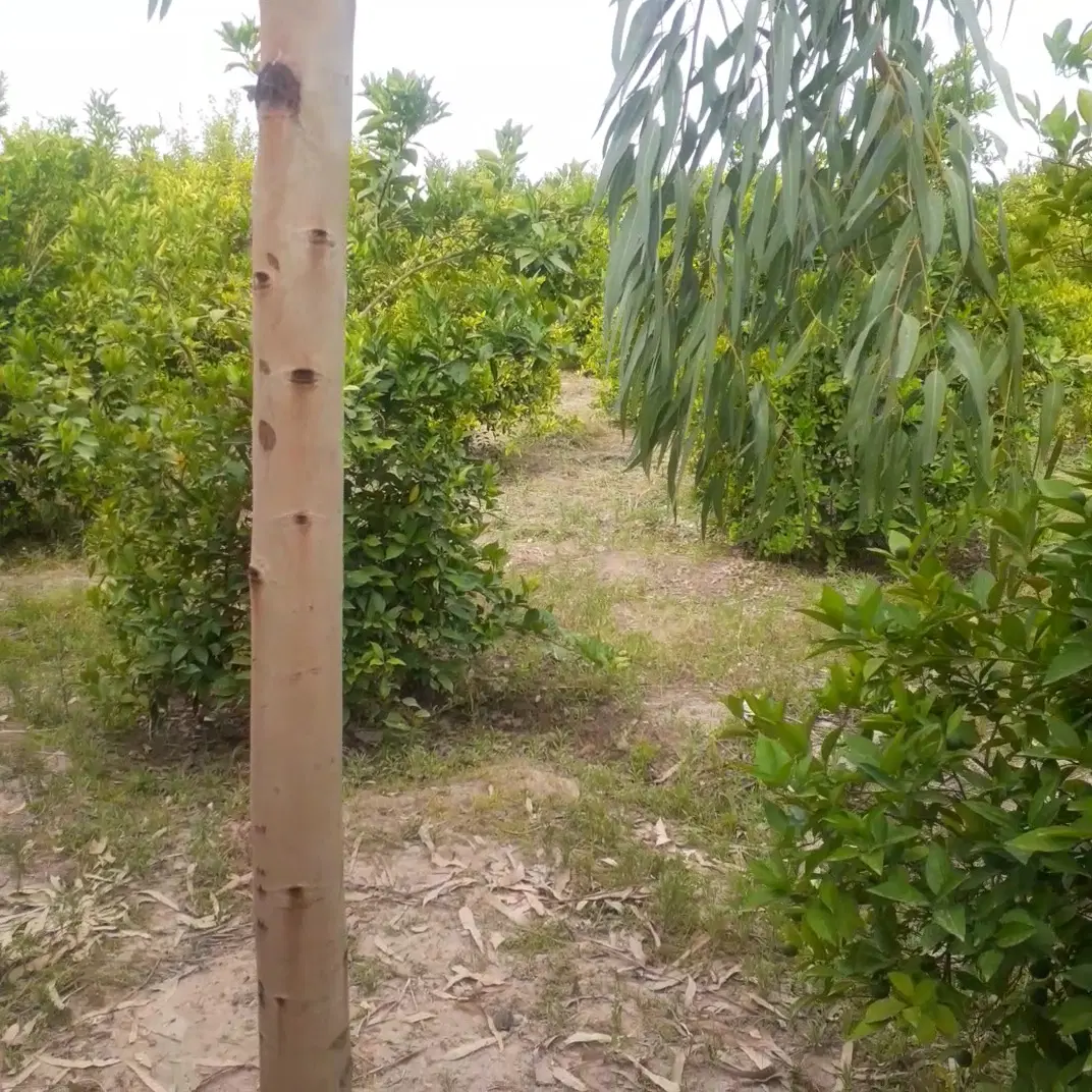 باغچه 1200 متری با دیوار بلوکی