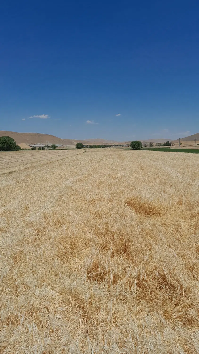 زمین کشاورزی آبی