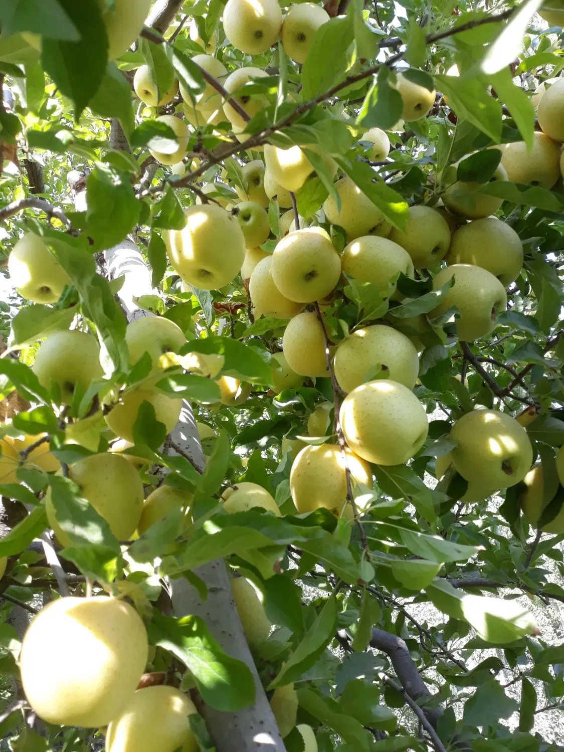 فروش زمین کشاورزی در حیدرآباد