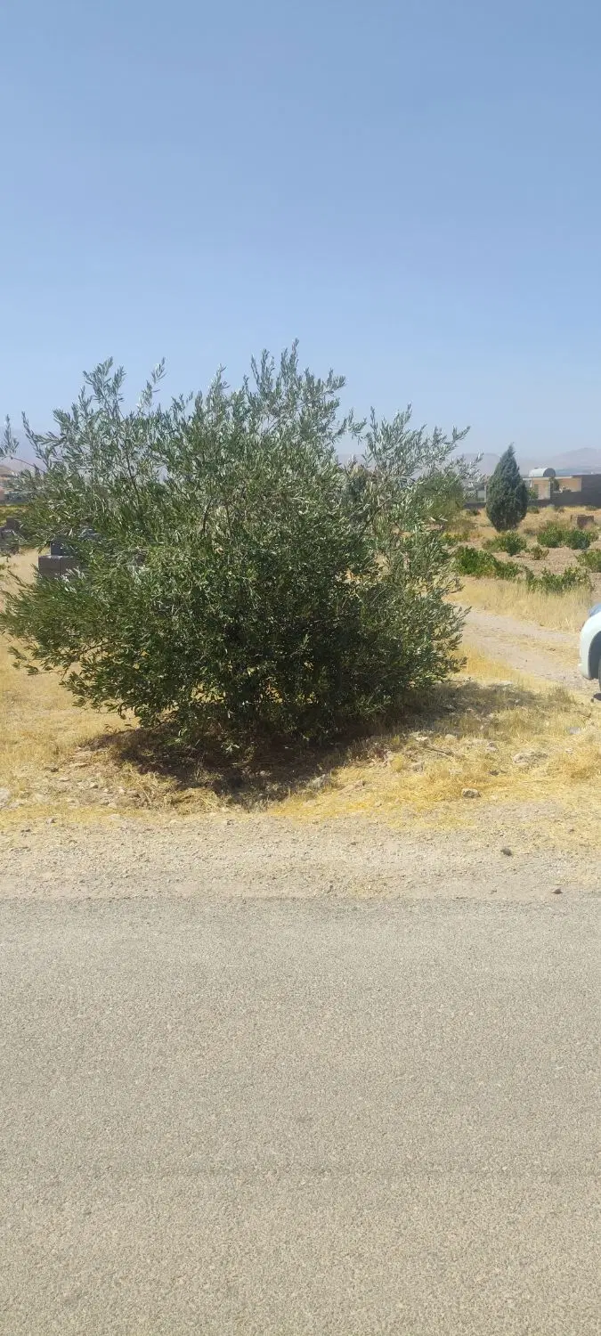 زمین باغ شهری رو جاده ۱۶۰۰ متر