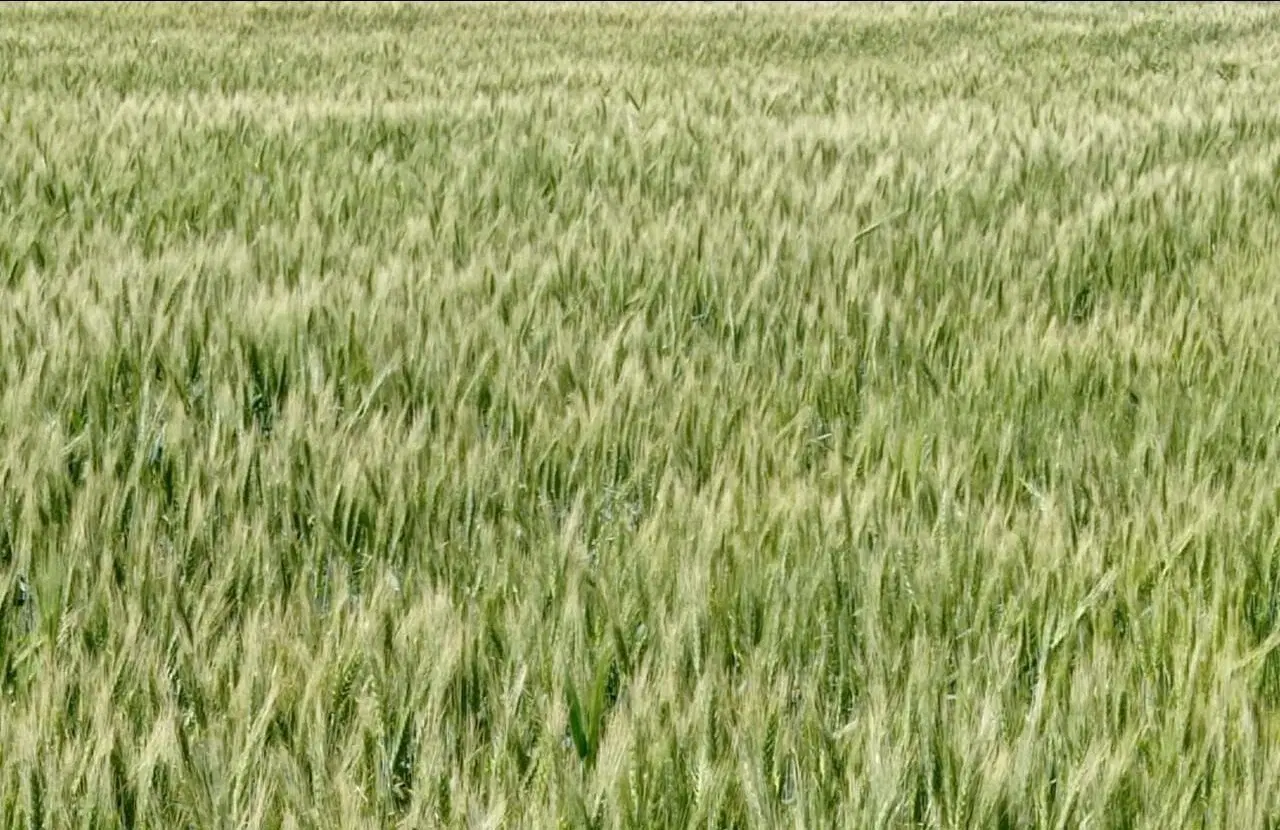 زمین کشاورزی