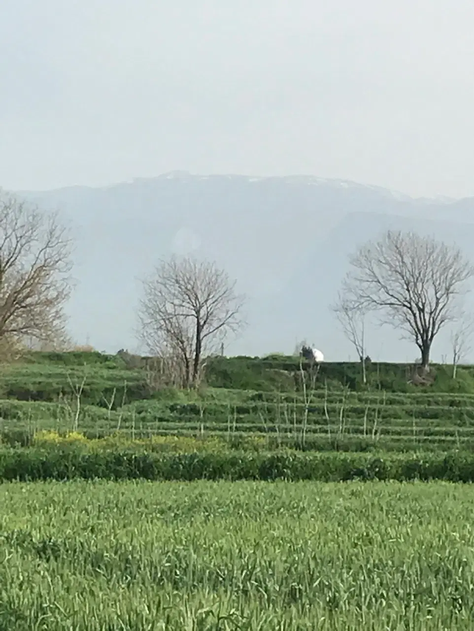 زمین باغی