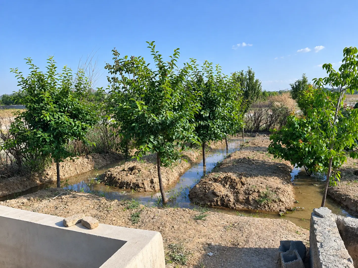 باغچه ۳۰۰ متری با ۳۵ درخت میوه ۶ ساله