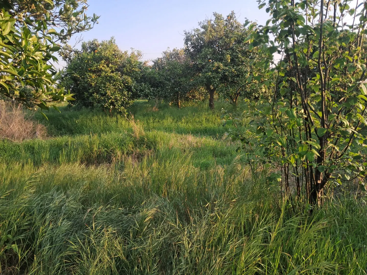 قطعه باغچه در روستای قراخیل