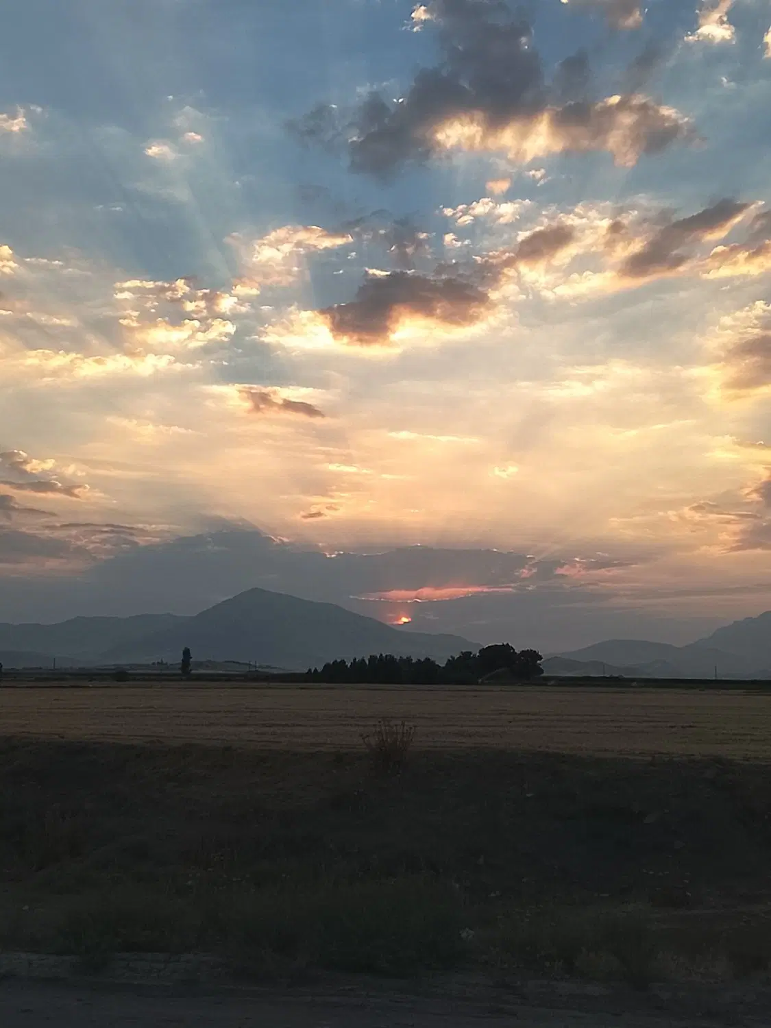 اجاره زمین برای کشت سیر