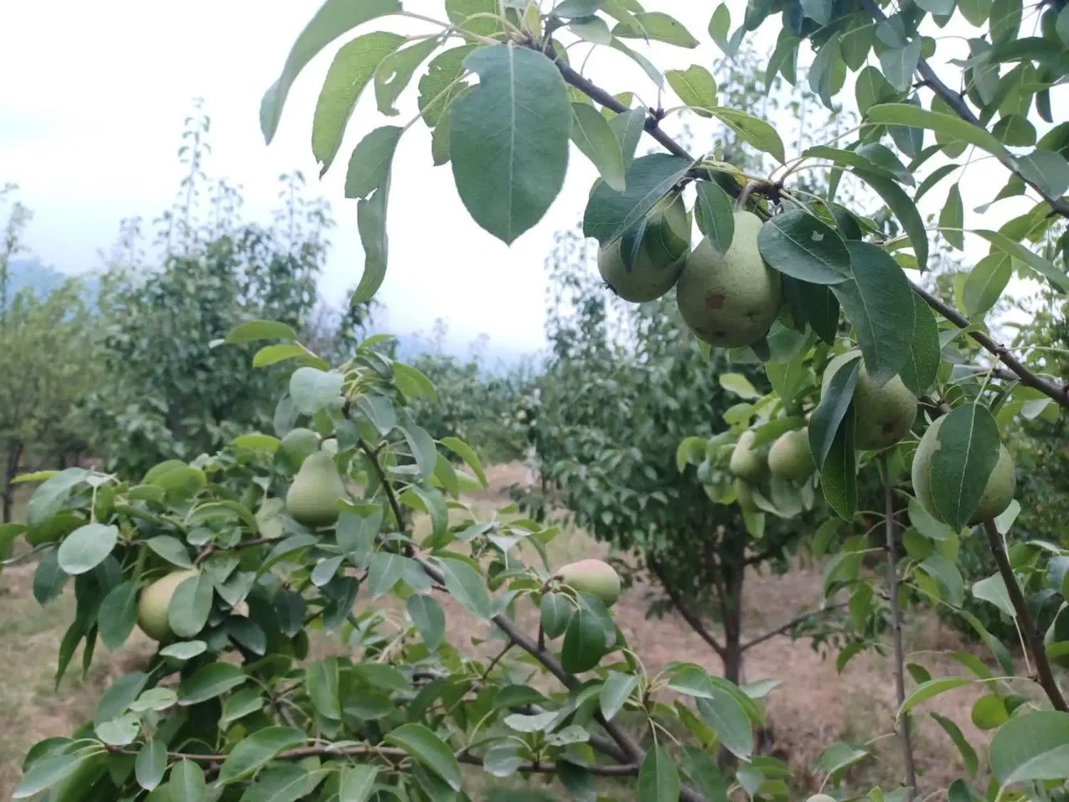 باغ در توسکستان