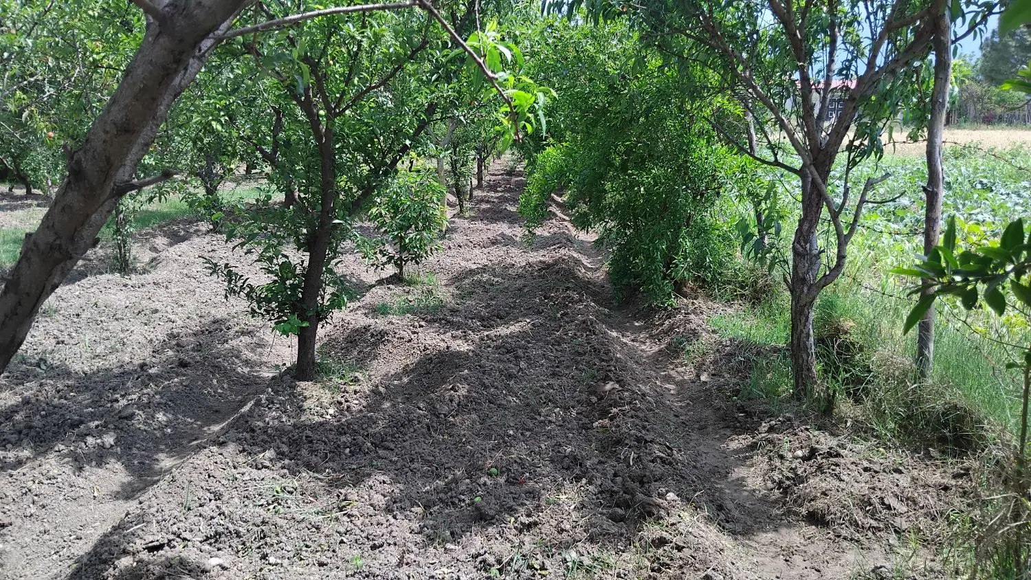 باغ داخل بافت روستایی