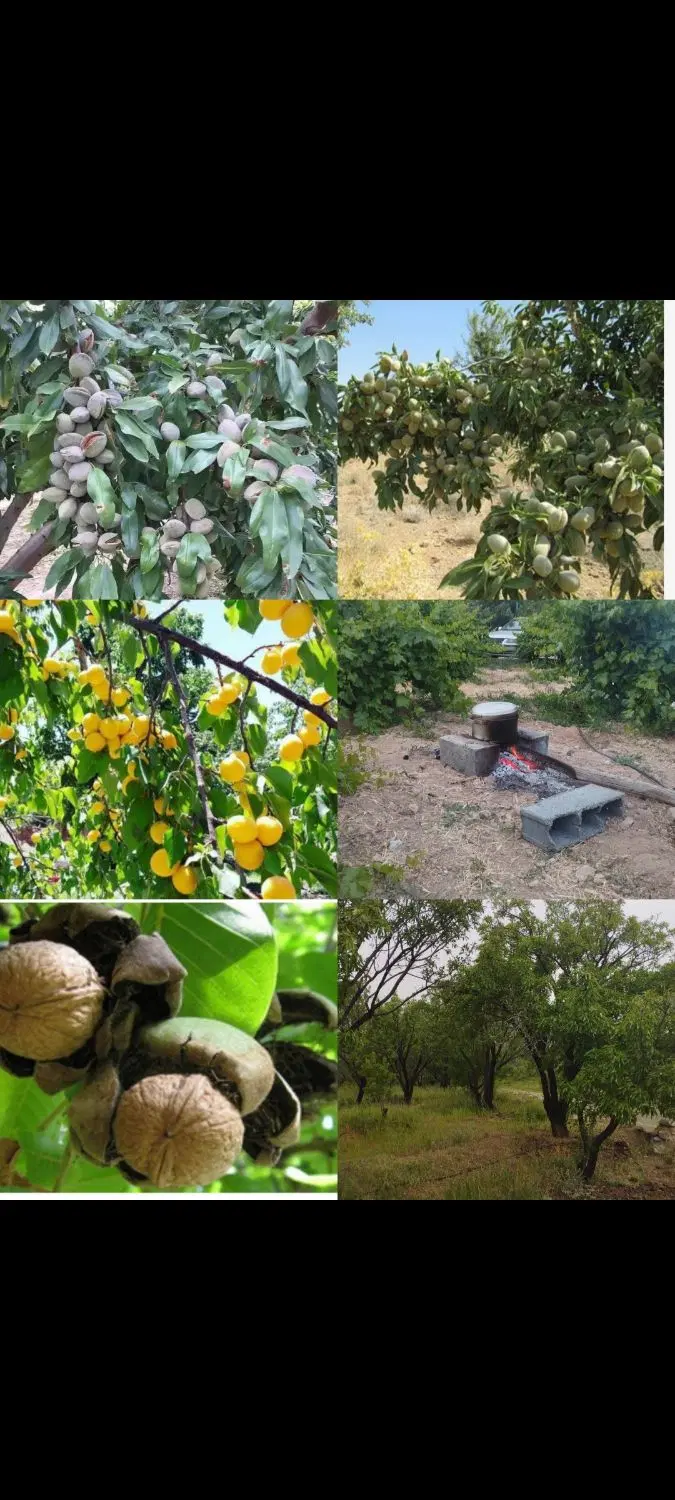 800متر زمین باغی ساده آماده کاشت