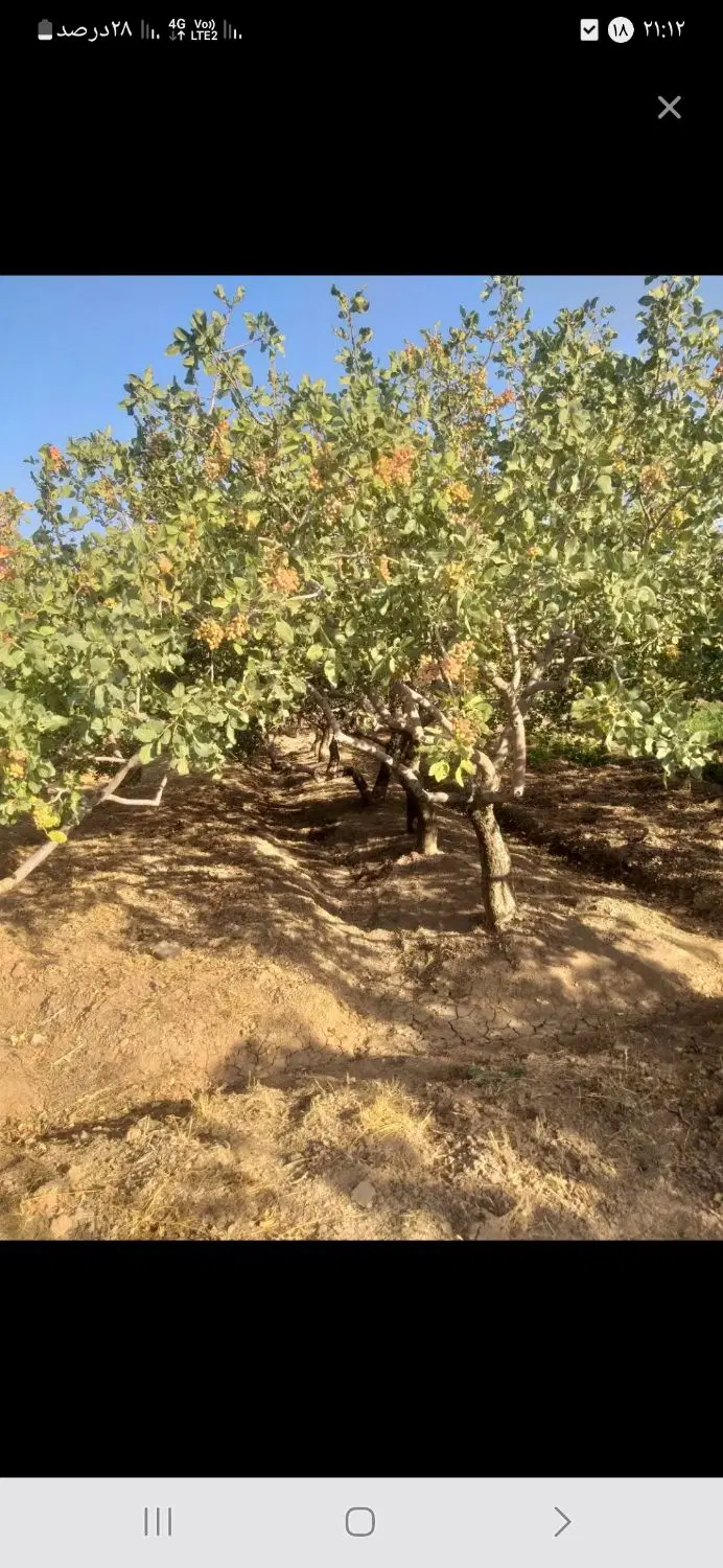 زمین پسته شما را اجاره میکنیم