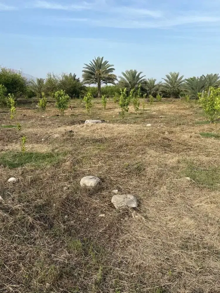فروش زمین در رودان