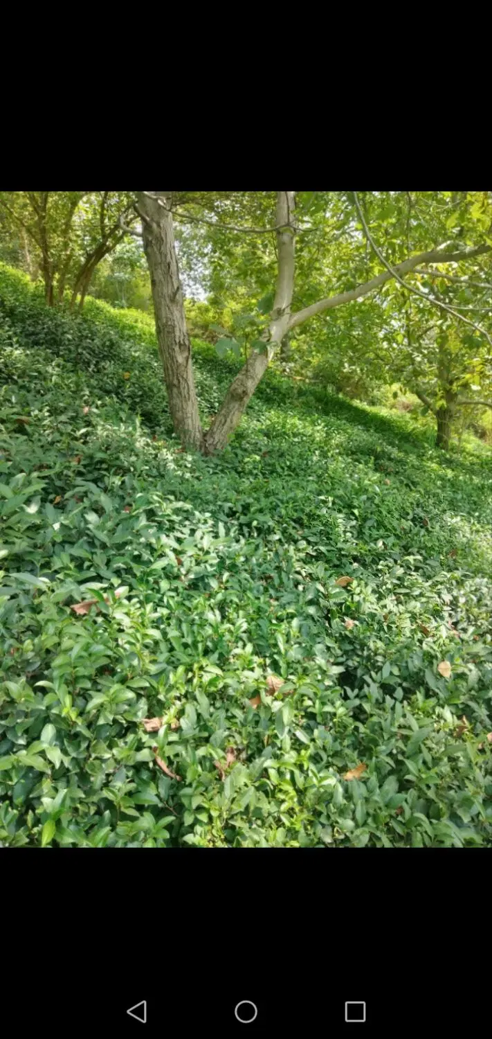 باغ چایی 400 متر