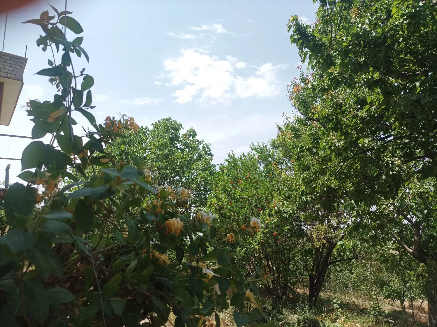 کلاته شیخ ابوالحسن