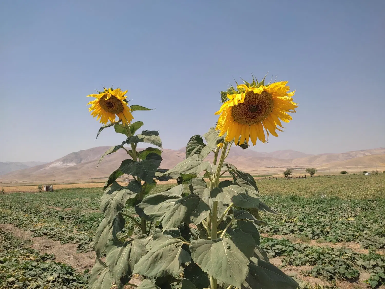 نیم هکتار زمین یکساله میخوام