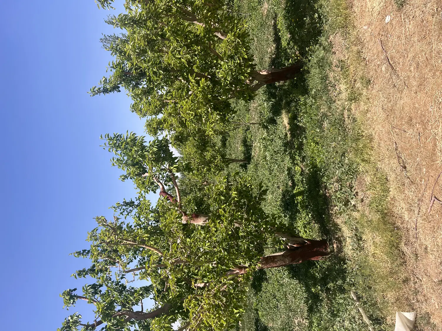 زمین باغ ۶۵۰ متری جابان دماوند سندی آب و برق و گاز
