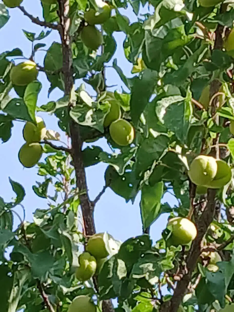 باغ چه زیبا