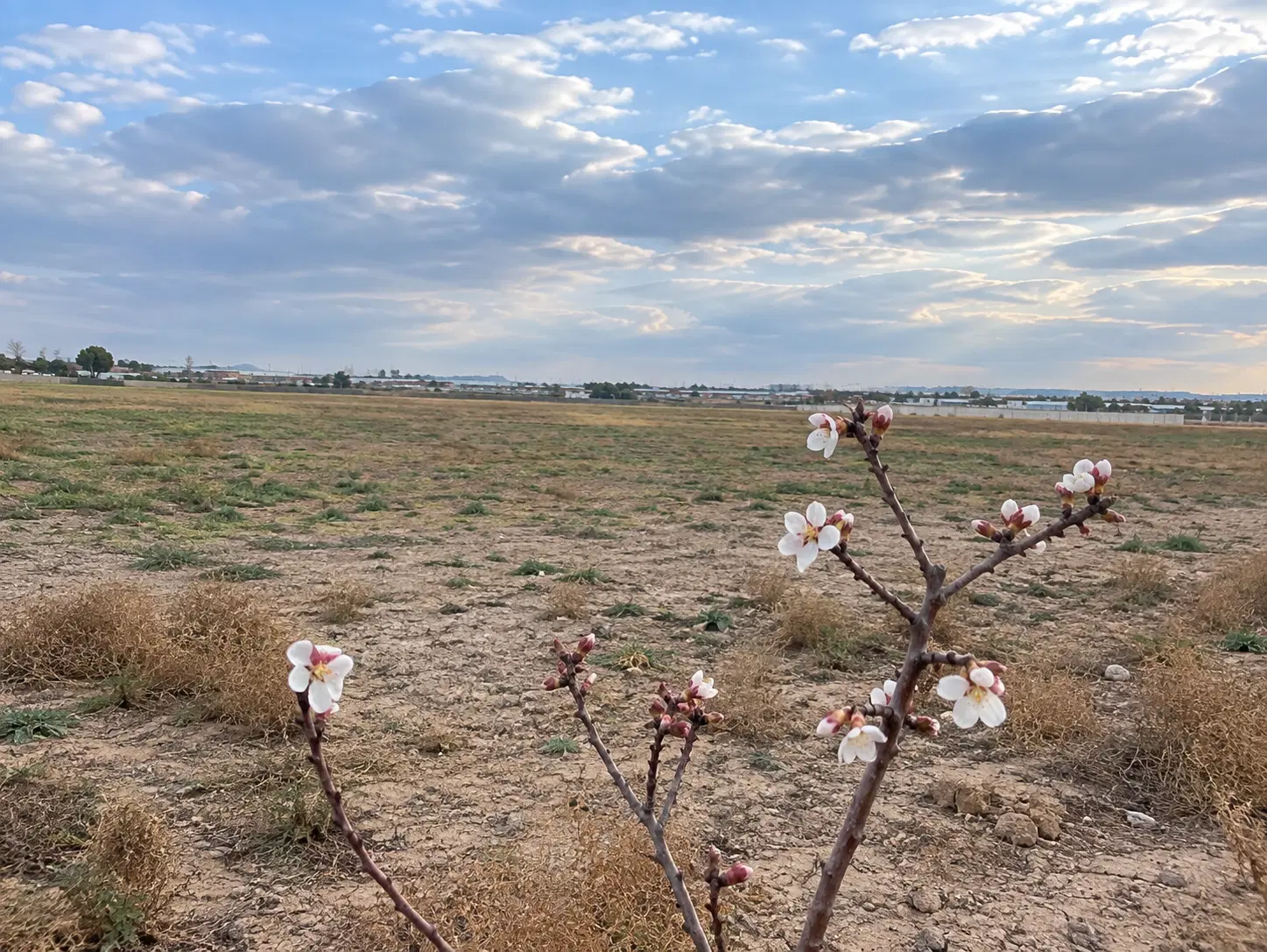 زمین زراعی ۱۰۰۰ متری در صفادشت