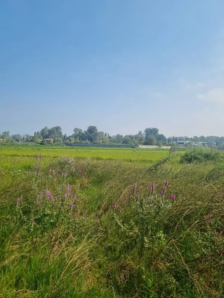 زمین کشاورزی مناسب سرمایه گذاری در بهترین لوکیشن