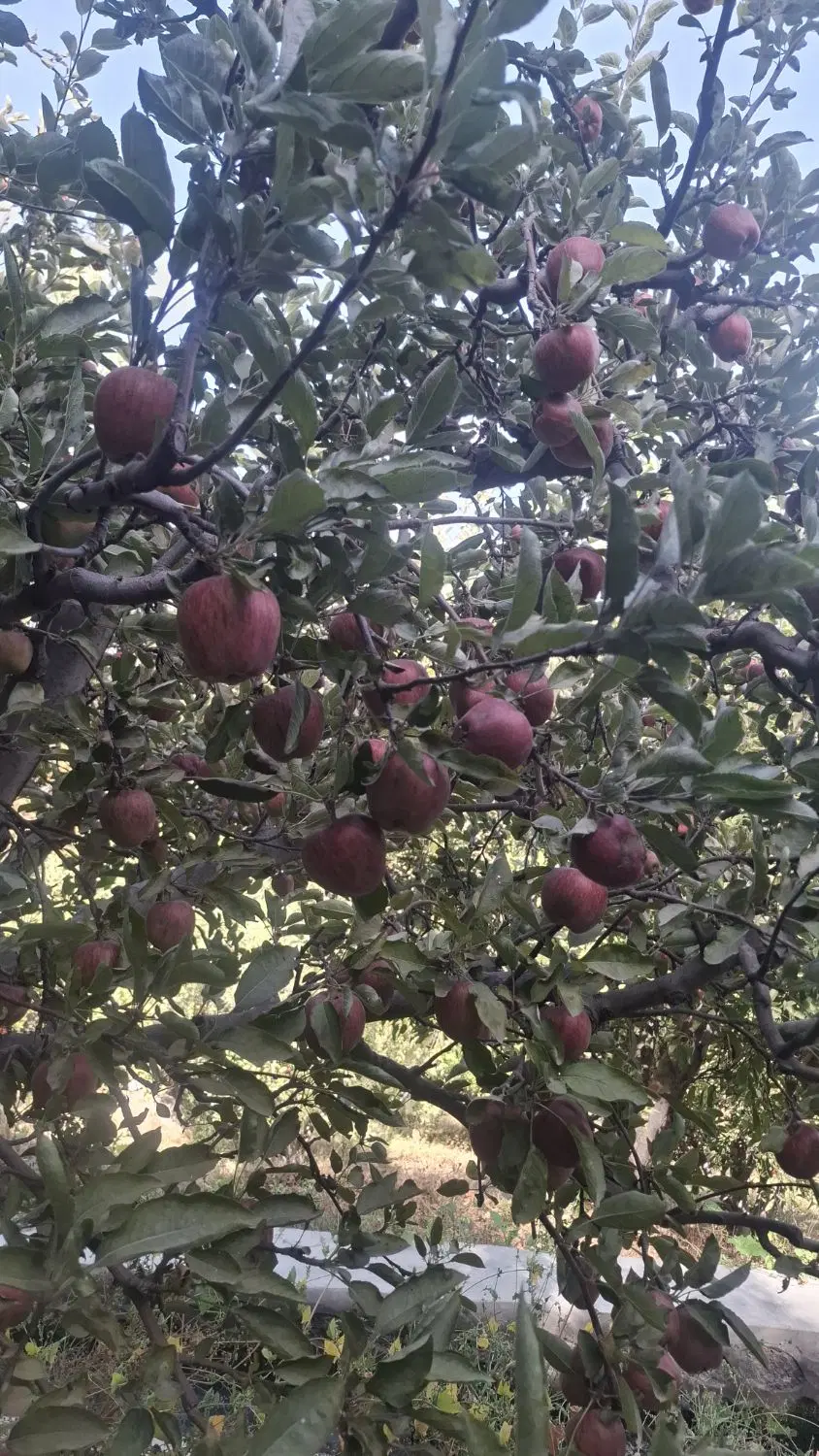 اجاره باغ سیب