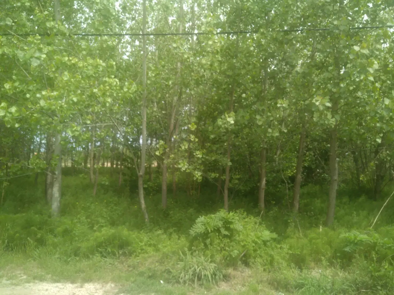 زمین به متراژ2800