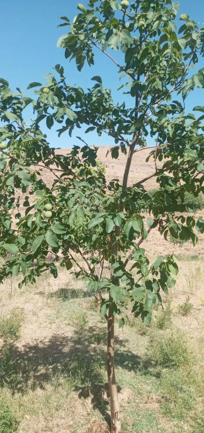 باغ گردو
