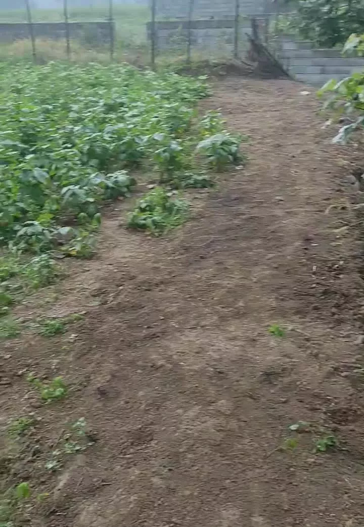 فروش زمین باغی در سوادکوه روستای جوارم.