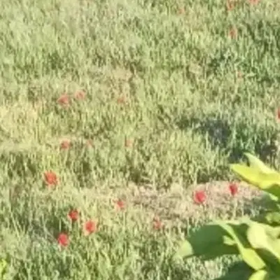 فروش زمین درروستا