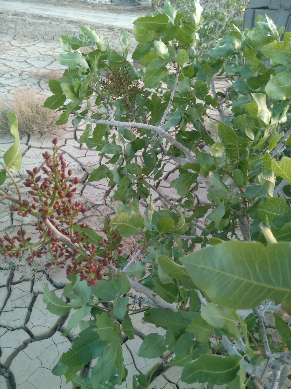 باغچه نقلی