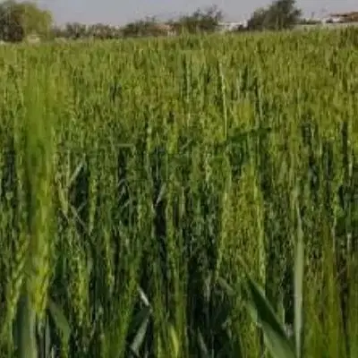 زمین کشاورزی اجاره میکنم