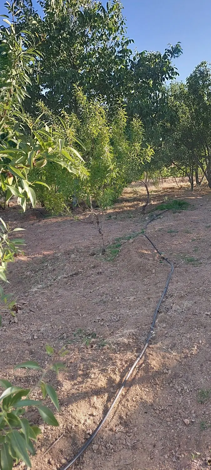 زمین کشاورزی